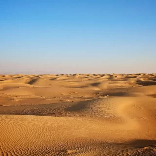Morning Desert Safari